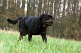 ROTTWEILER 437